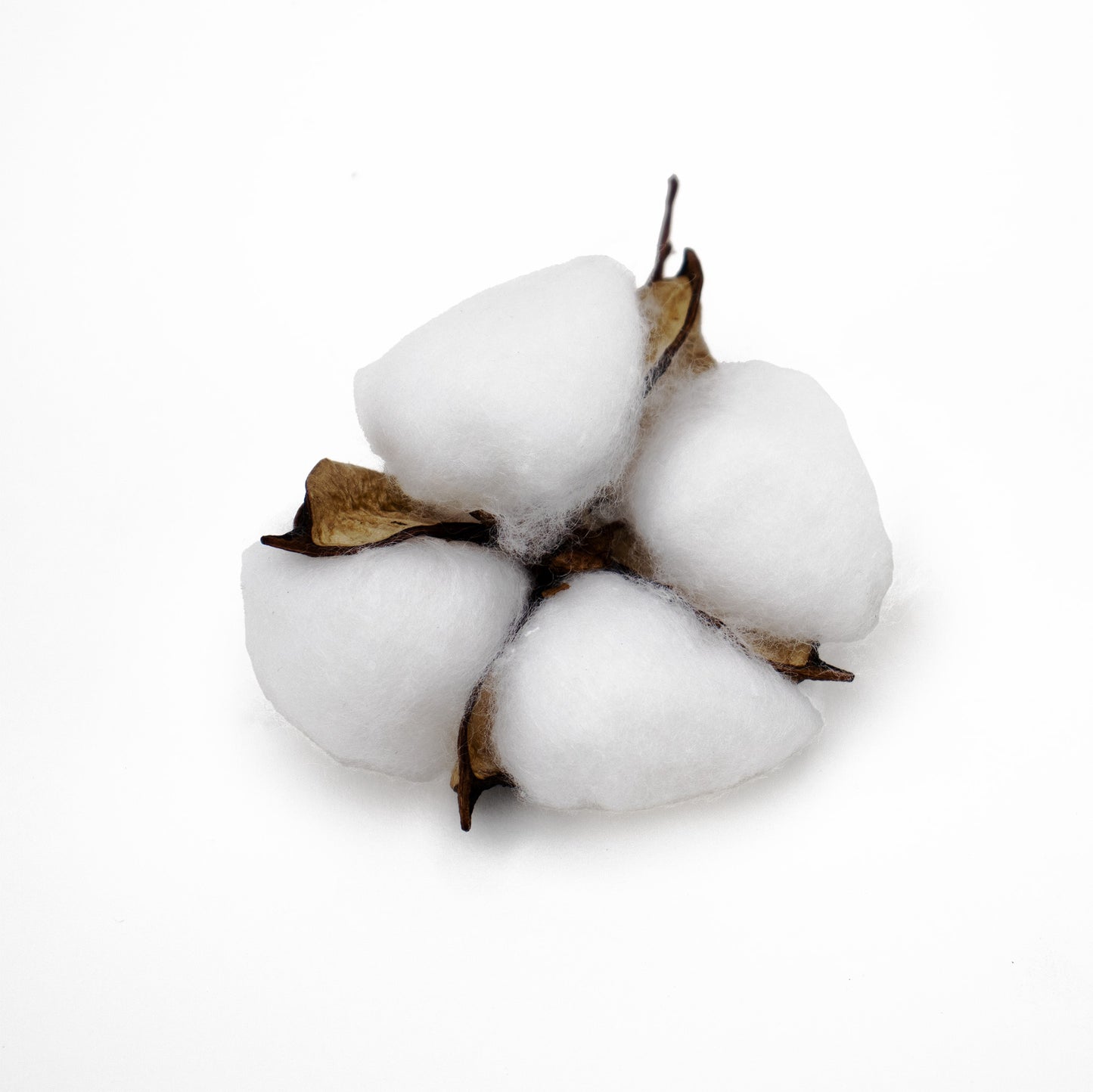 Cotton Heads (Pack of 6)