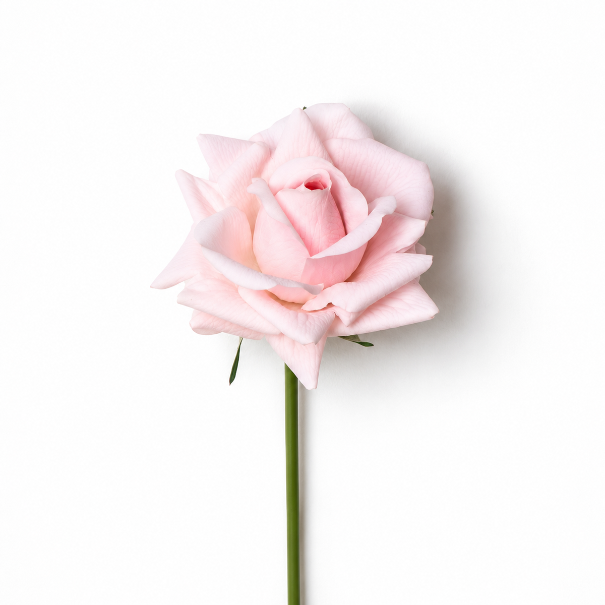 Light Pink Real Touch Rose