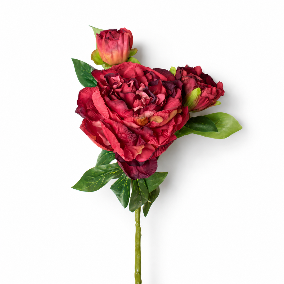 Burgundy Peony Stem