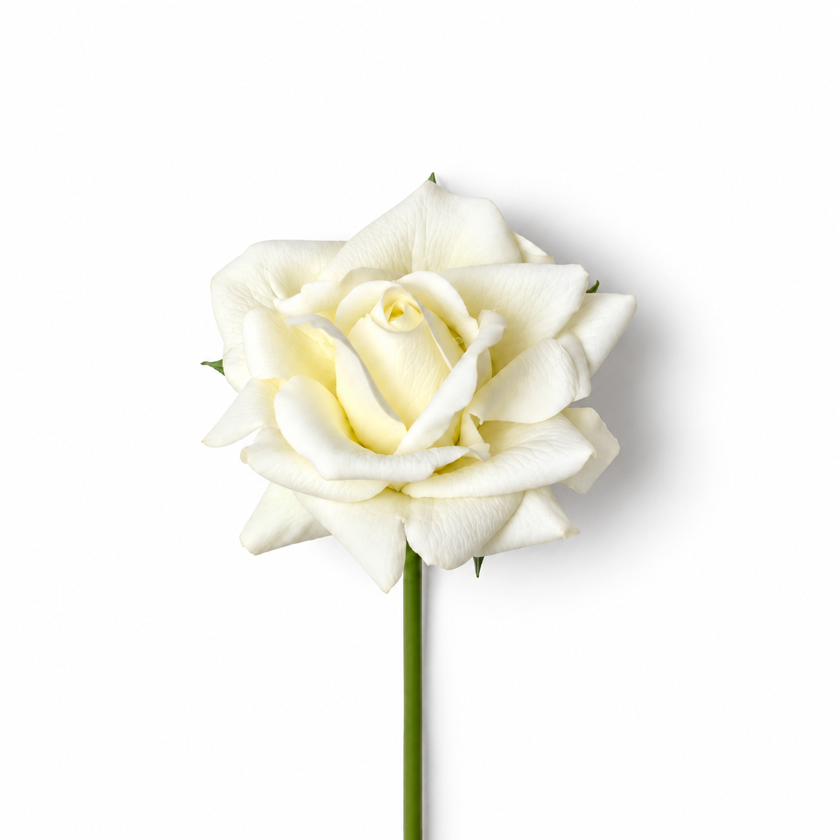 White Real Touch Rose