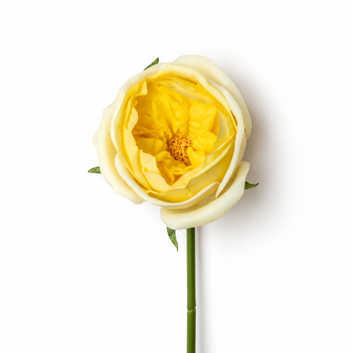 Yellow Real Touch Austin Rose