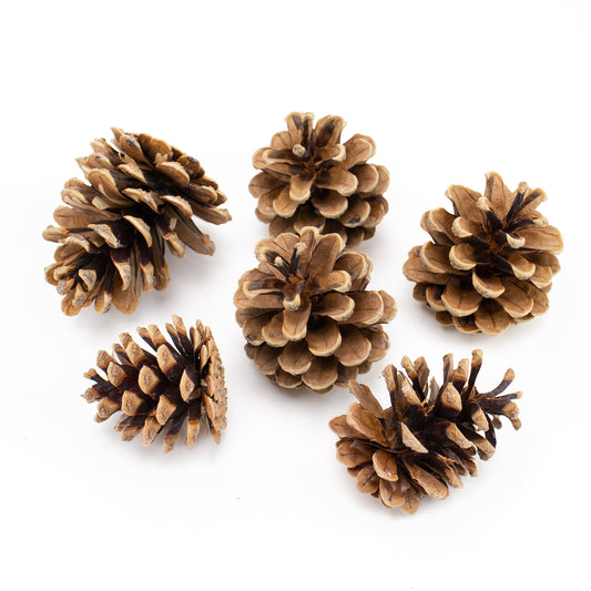 Pinecone (Pack of 6)