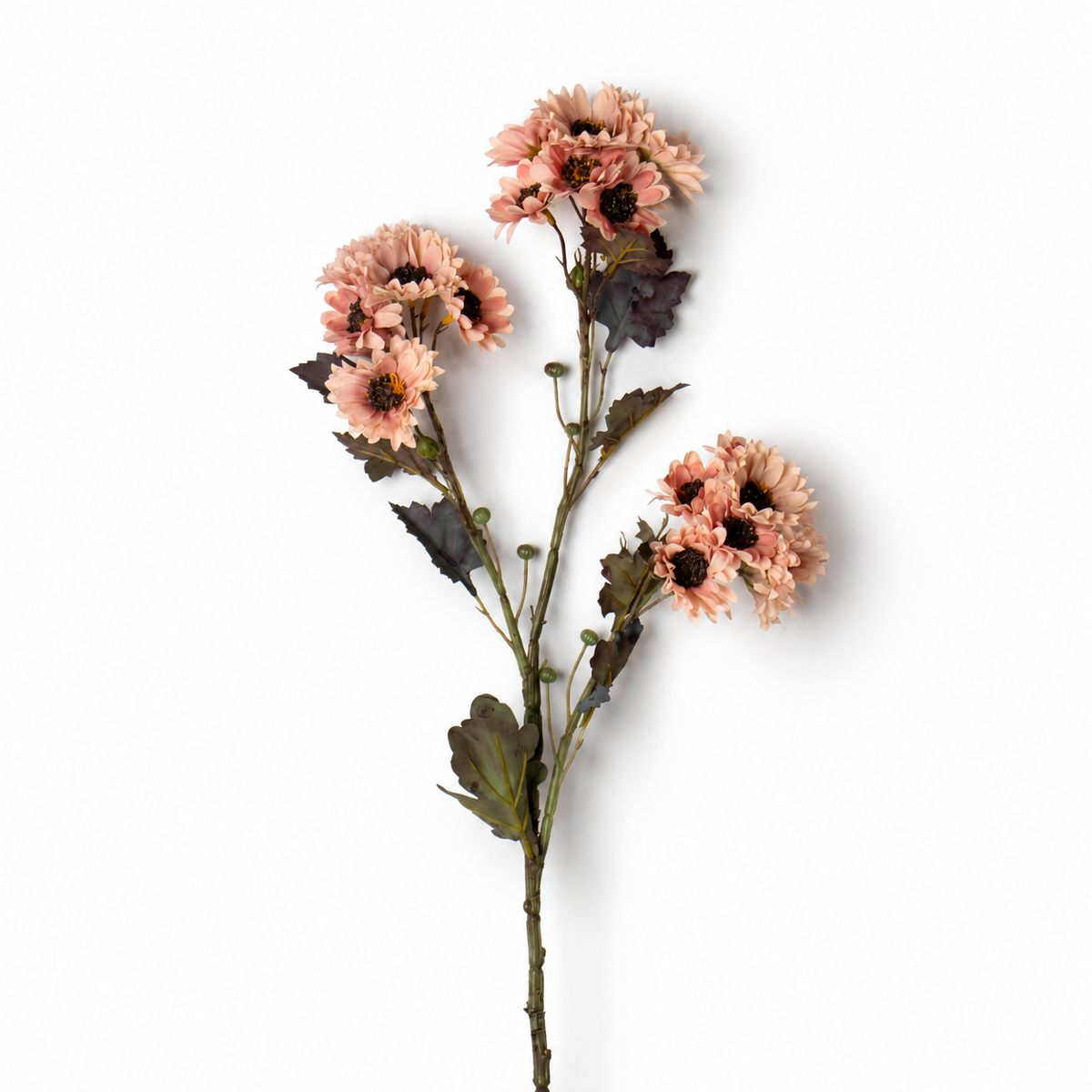 Blush Chrysanthemum Stem