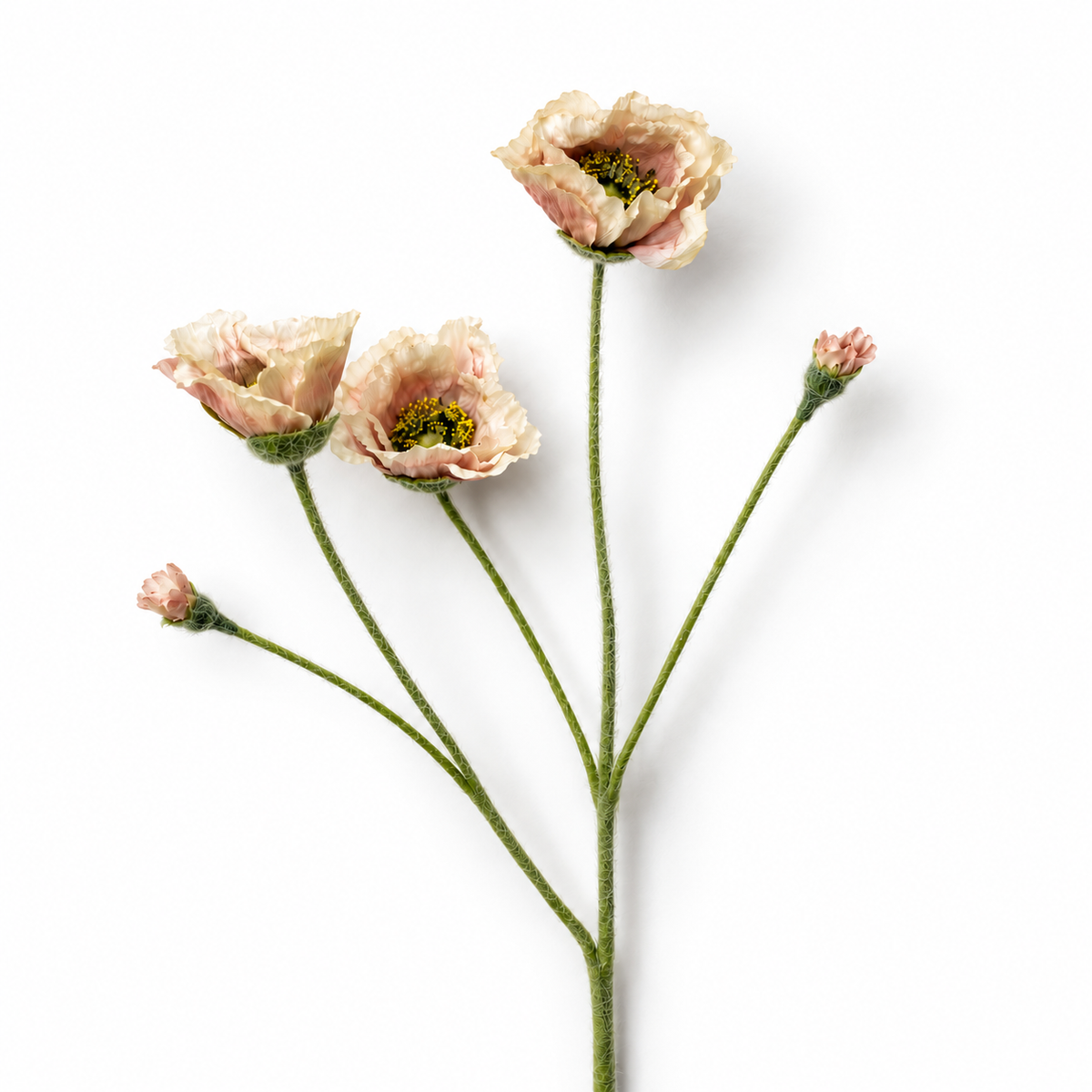 Champagne Poppy Stem