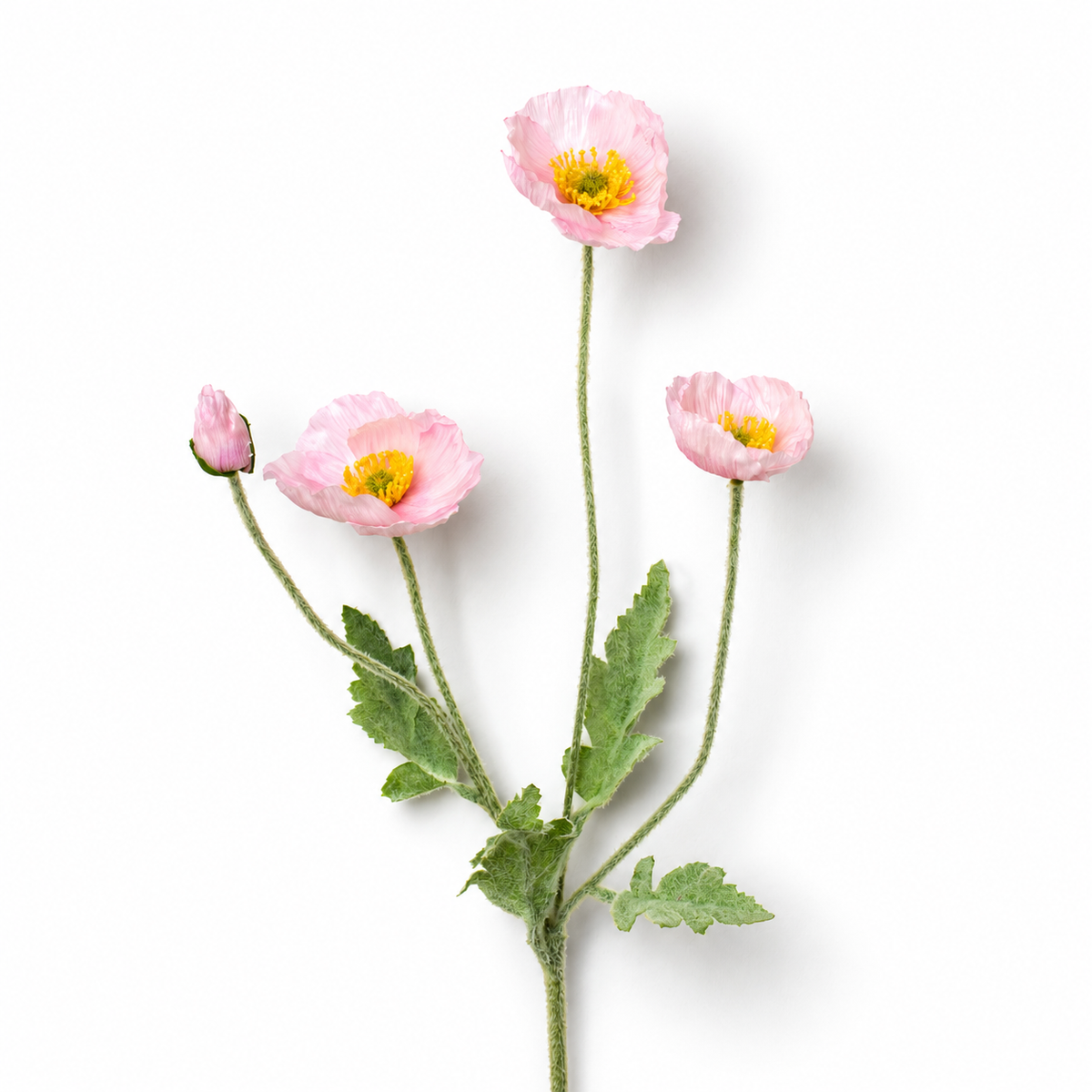 Pink Poppy Stem