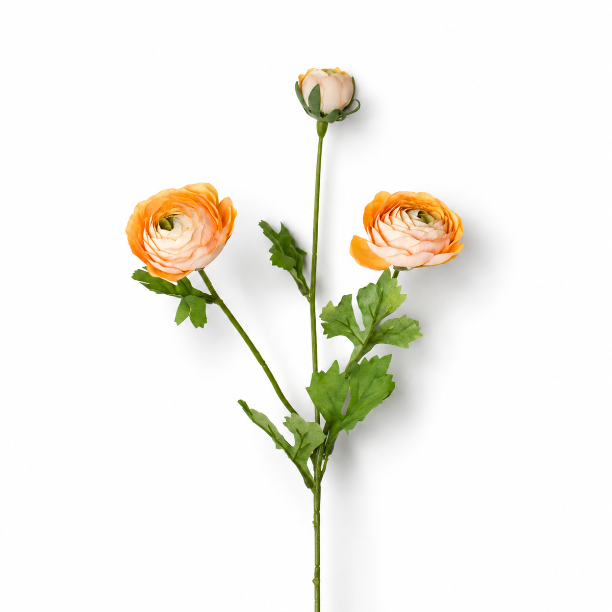 Peach Ranunculus Stem