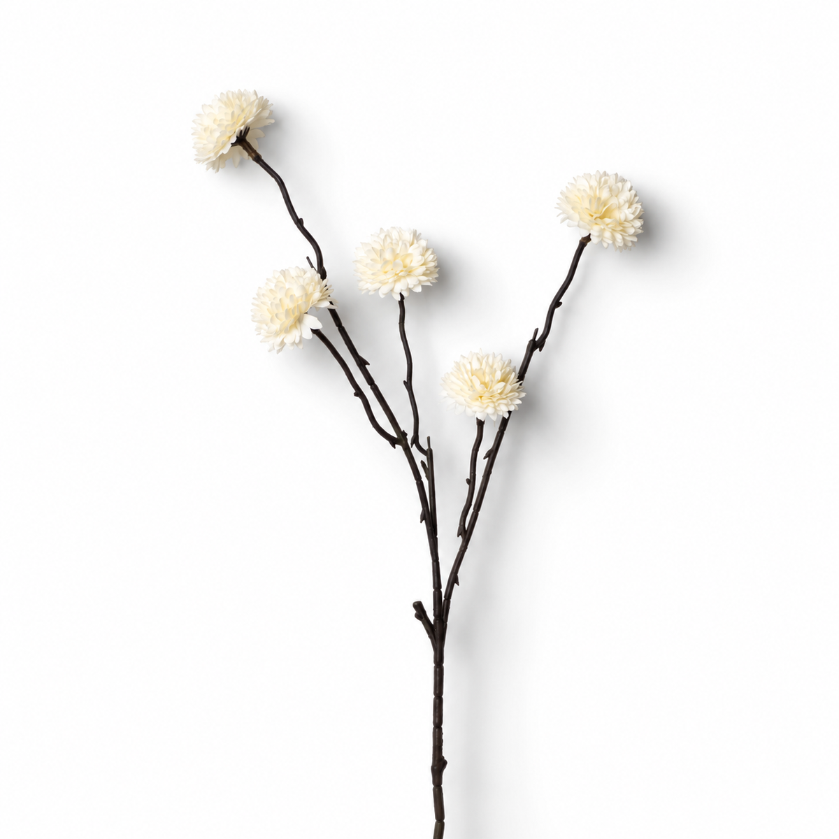 Cream Pom Pom Chrysanthemum Stem